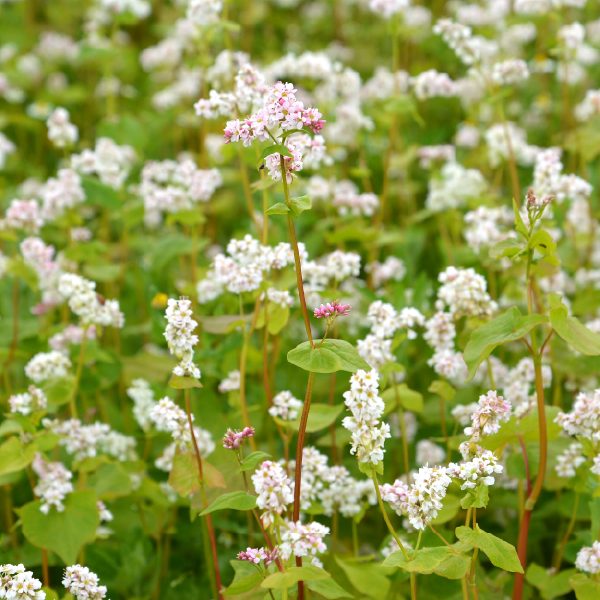 Ajda – Fagopyrum esculentum - slika 2