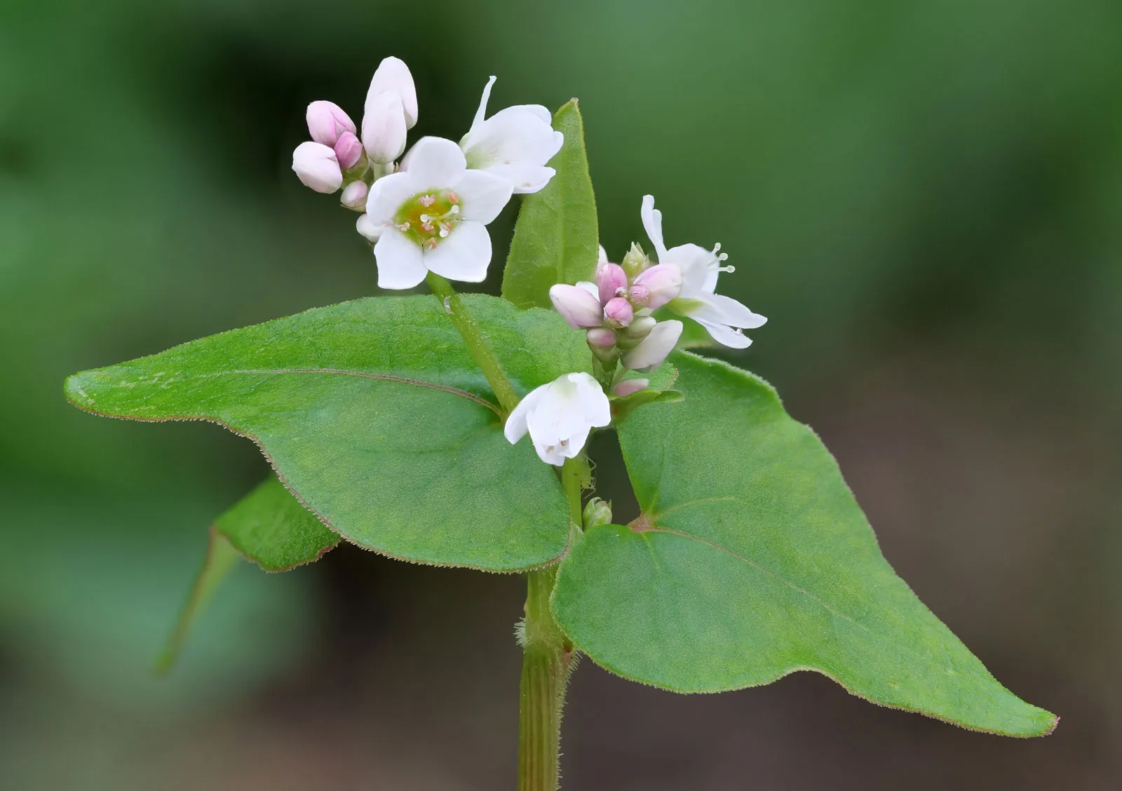 Ajda – Fagopyrum esculentum