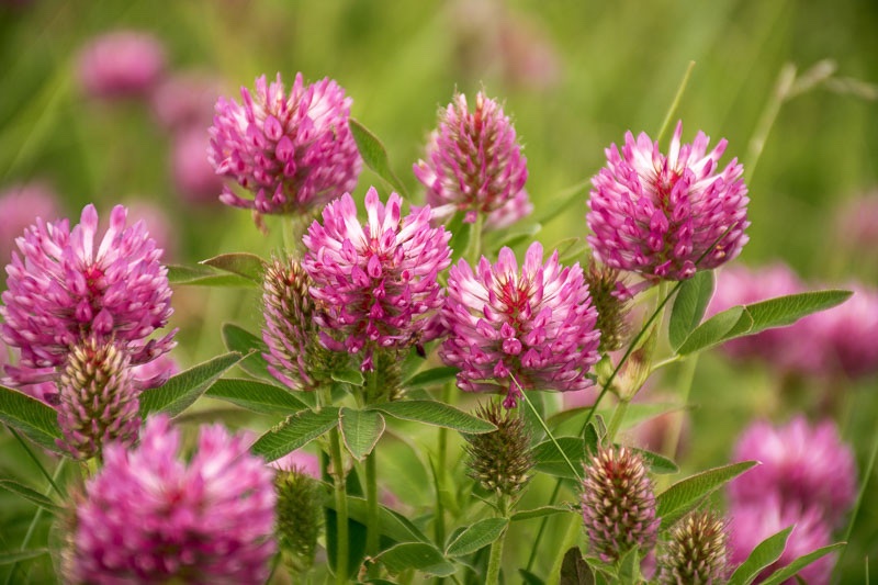 Črna detelja – Trifolium pratense L. - slika 2