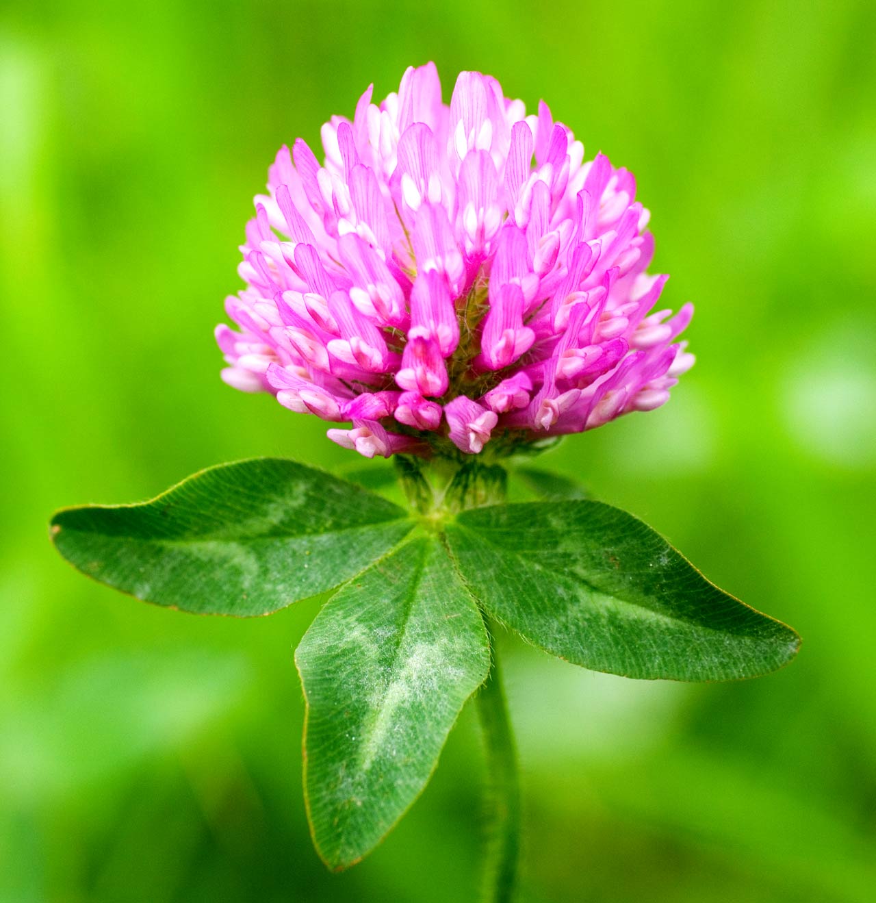 Črna detelja – Trifolium pratense L.