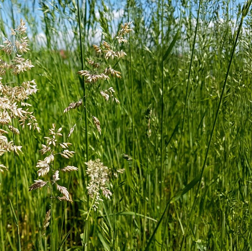 Mnogocvetna ljuljka – Lolium multiflorum Lam.