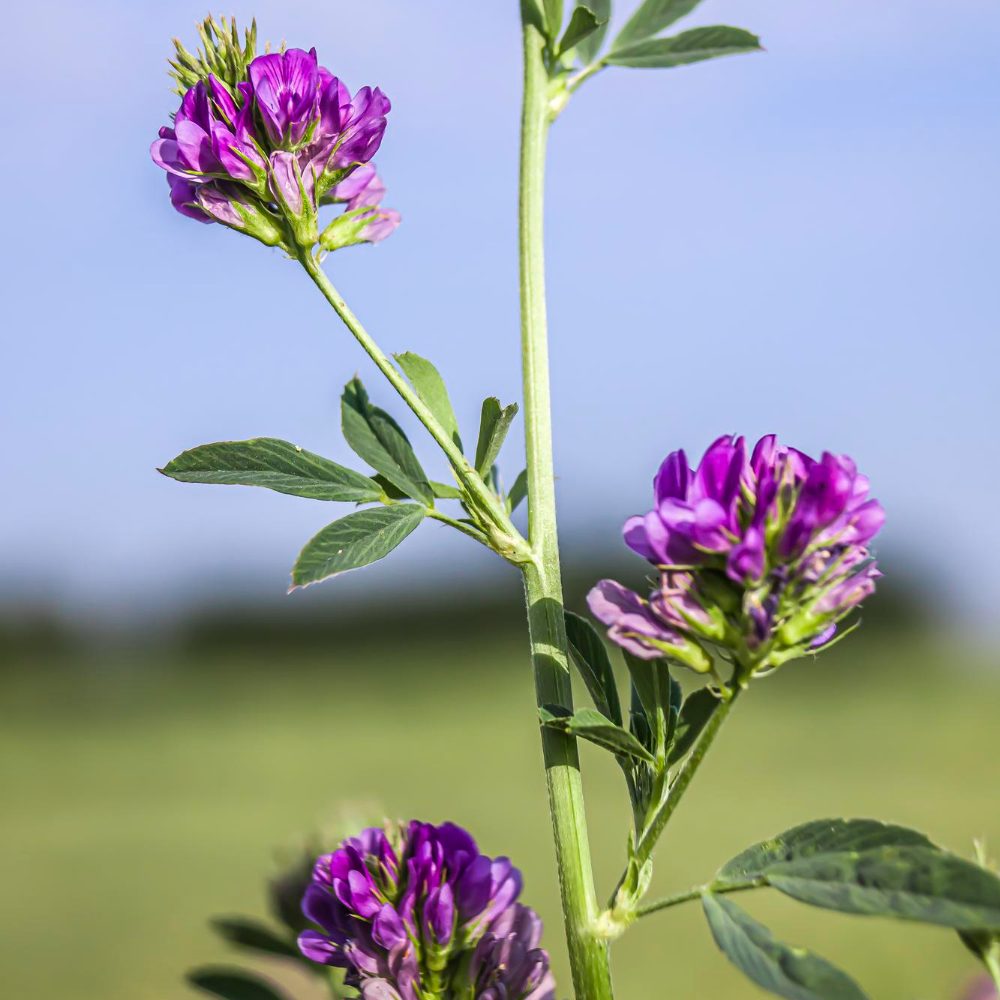 Lucerna – Medicago sativa L.
