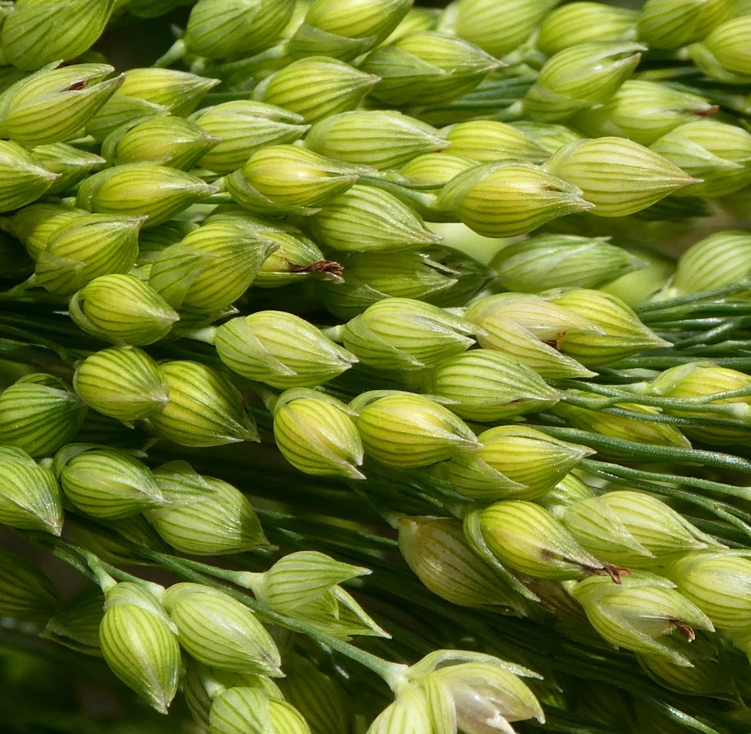Proso – Panicum miliaceum