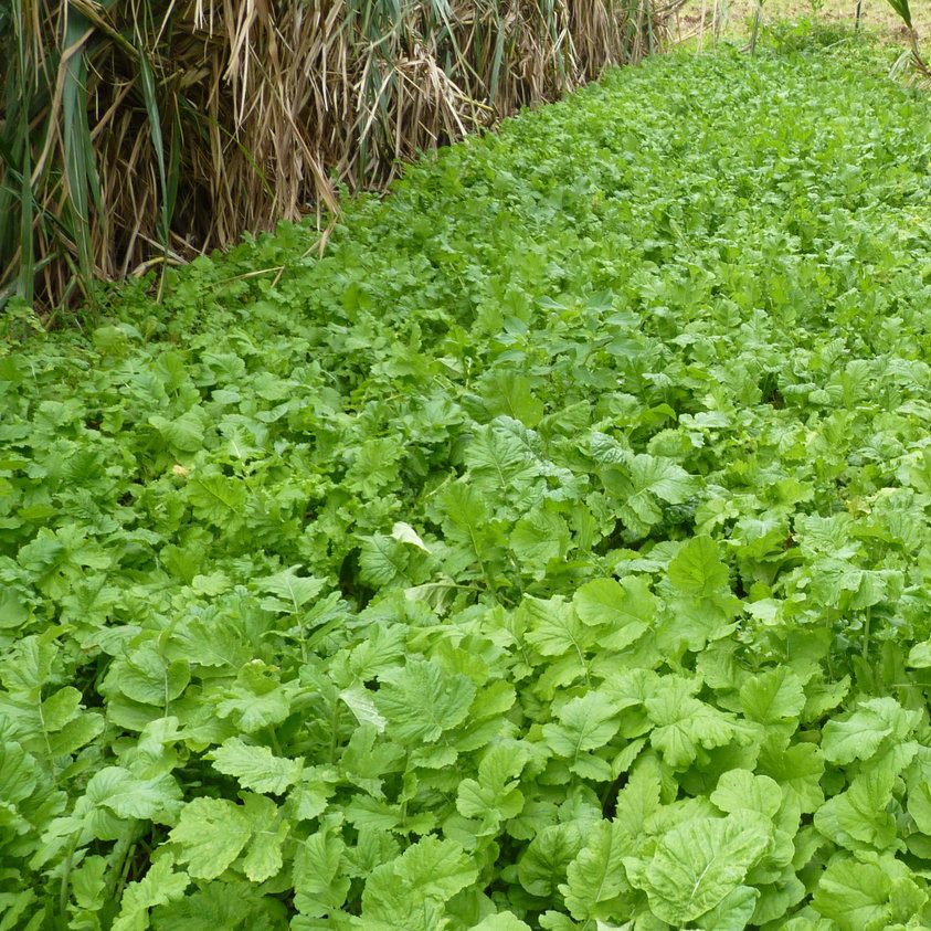 Oljna redkev – Raphanus sativus L.
