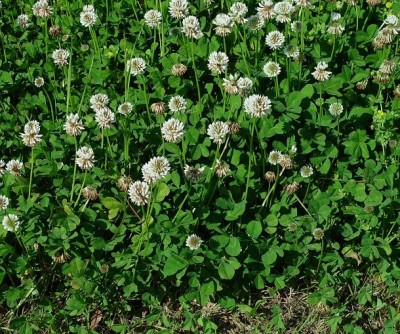 Bela detelja – Trifolium repens - slika 3