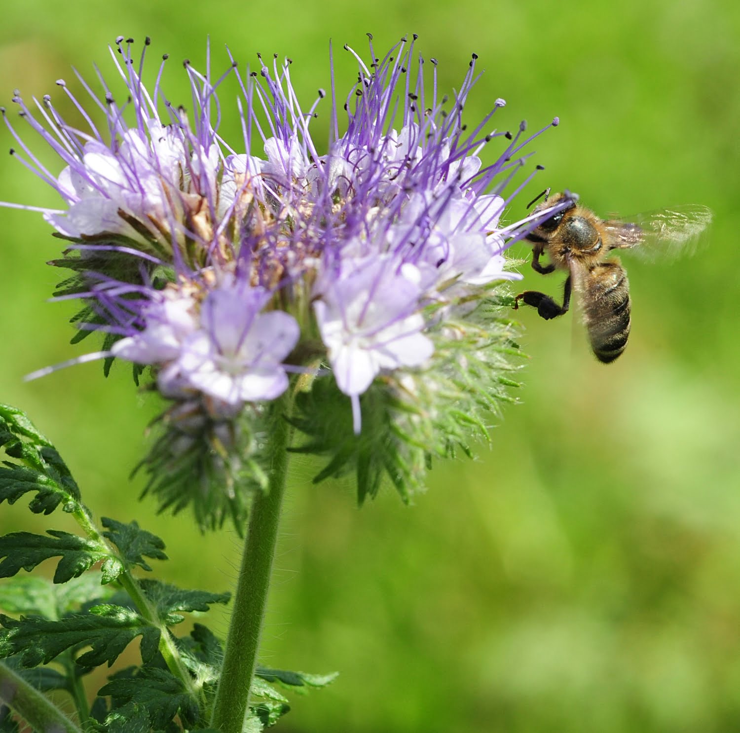 Facelija – Phacelia tanacetifolia Benth.