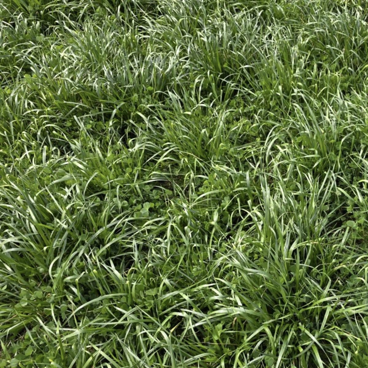 Mnogocvetna ljuljka / Laška 4n – Lolium multiflorum Lam.