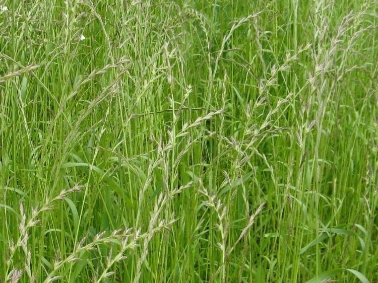 Mnogocvetna ljuljka – Lolium multiflorum sorta MELSPRINTER