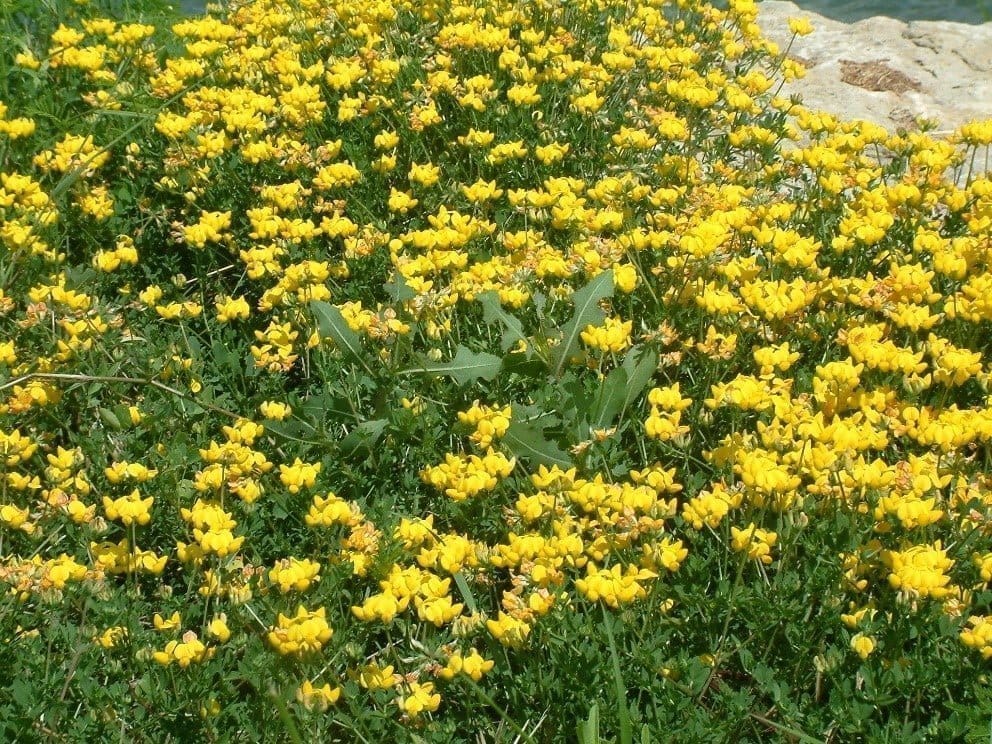 Nokota – Lotus corniculatus L.