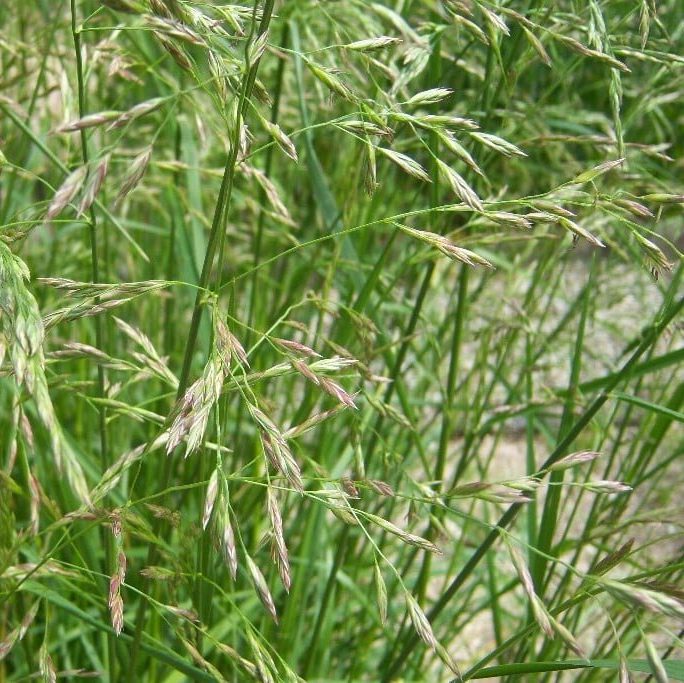 Trstikasta bilnica – Festuca arundinacea Schreber